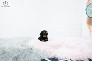 Teacup Dachshund Female [Della] - Lowell Teacup Puppies inc