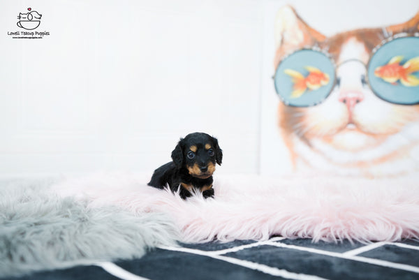 Teacup Dachshund Female [Della] - Lowell Teacup Puppies inc