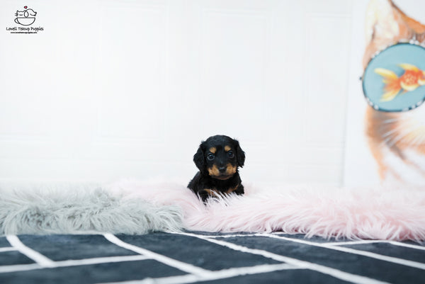 Teacup Dachshund Female [Della] - Lowell Teacup Puppies inc