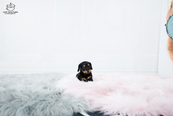 Teacup Dachshund Female [Della] - Lowell Teacup Puppies inc