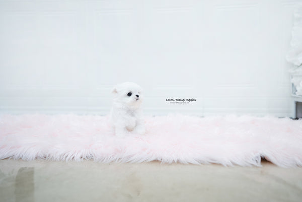 Teacup Maltese Male [Noah] - Lowell Teacup Puppies inc