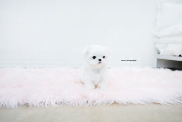 Teacup Maltese Male [Noah] - Lowell Teacup Puppies inc