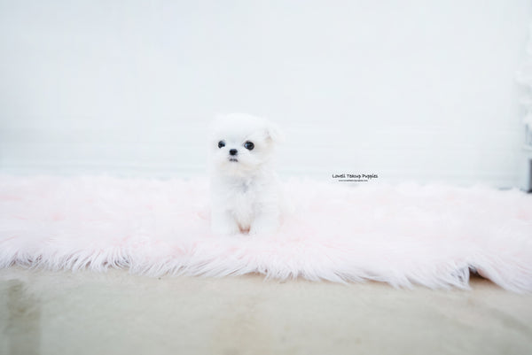 Teacup Maltese Male [Noah] - Lowell Teacup Puppies inc