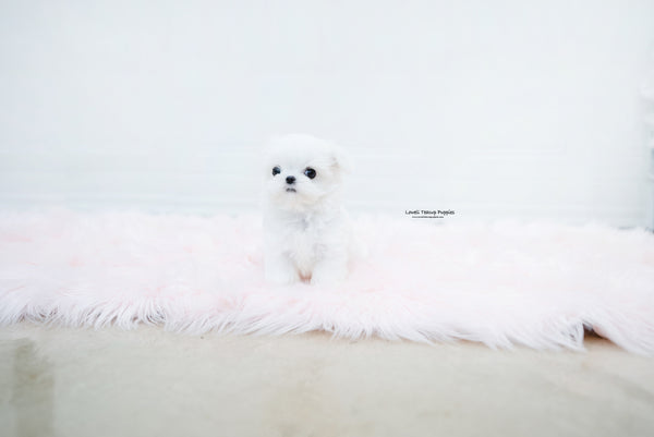 Teacup Maltese Male [Noah] - Lowell Teacup Puppies inc