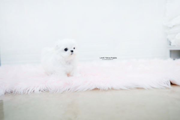 Teacup Maltese Male [Noah] - Lowell Teacup Puppies inc