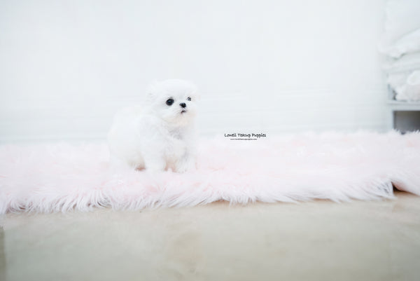 Teacup Maltese Male [Noah] - Lowell Teacup Puppies inc