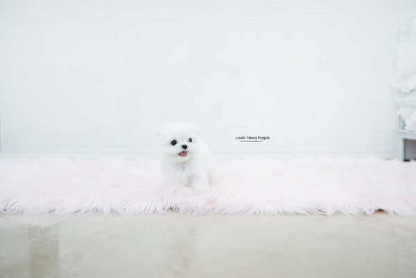 Teacup Maltese Male [Noah] - Lowell Teacup Puppies inc