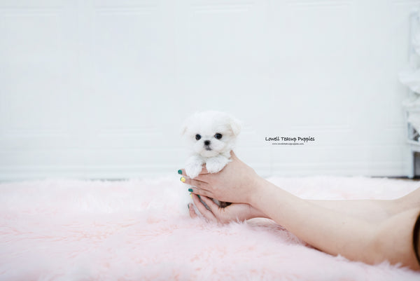 Teacup Maltese Female [Aurora] - Lowell Teacup Puppies inc