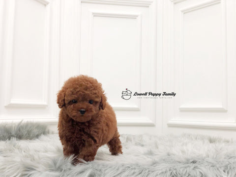 Teacup Poodle Female [Penny] - Lowell Teacup Puppies inc