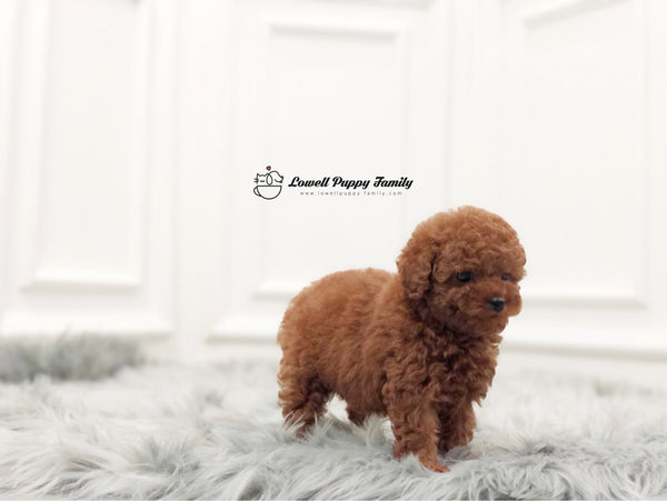 Teacup Poodle Female [Penny] - Lowell Teacup Puppies inc
