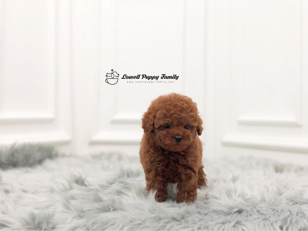 Teacup Poodle Female [Penny] - Lowell Teacup Puppies inc