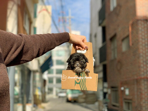 Teacup Poodle Female [Prada] - Lowell Teacup Puppies inc