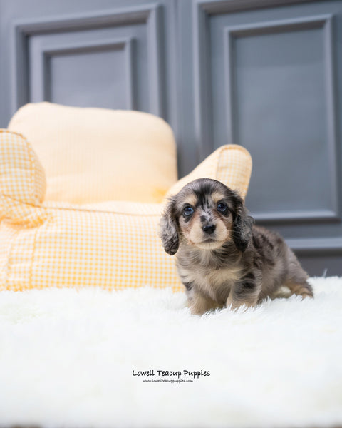 Teacup Dachshund Male [Hush] - Lowell Teacup Puppies inc