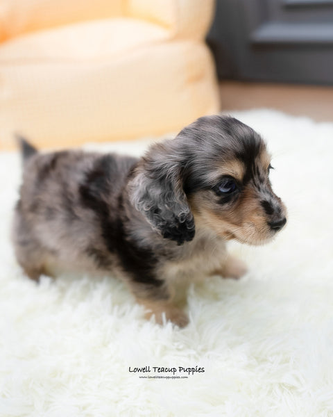 Teacup Dachshund Male [Hush] - Lowell Teacup Puppies inc