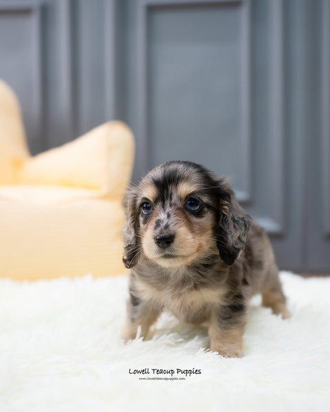 Teacup Dachshund Male [Hush] - Lowell Teacup Puppies inc