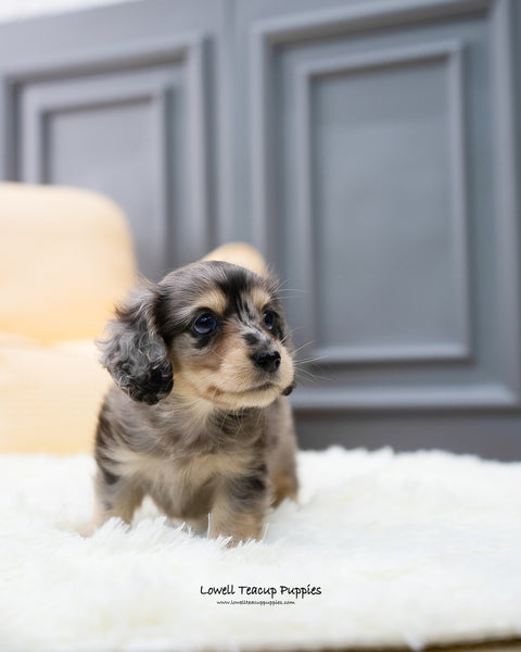 Teacup Dachshund Male [Hush] - Lowell Teacup Puppies inc