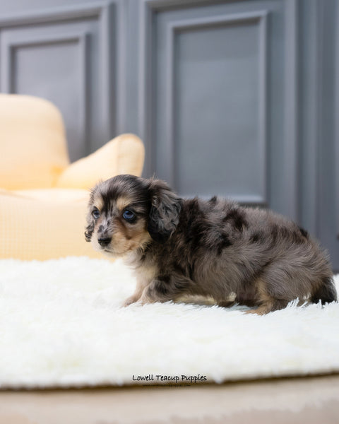 Teacup Dachshund Male [Hush] - Lowell Teacup Puppies inc