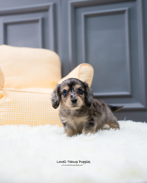 Teacup Dachshund Male [Hush] - Lowell Teacup Puppies inc