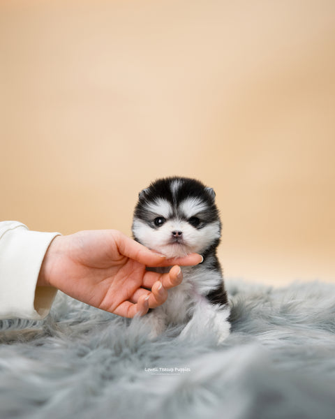 Teacup Pomsky Male [Tete] - Lowell Teacup Puppies inc