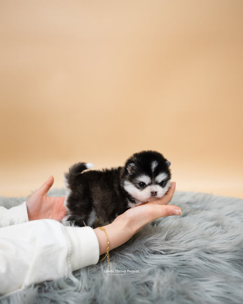 Teacup Pomsky Male [Tete] - Lowell Teacup Puppies inc