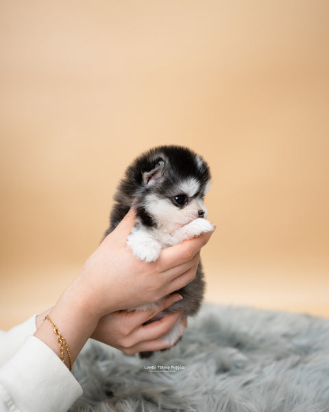 Teacup Pomsky Male [Tete] - Lowell Teacup Puppies inc