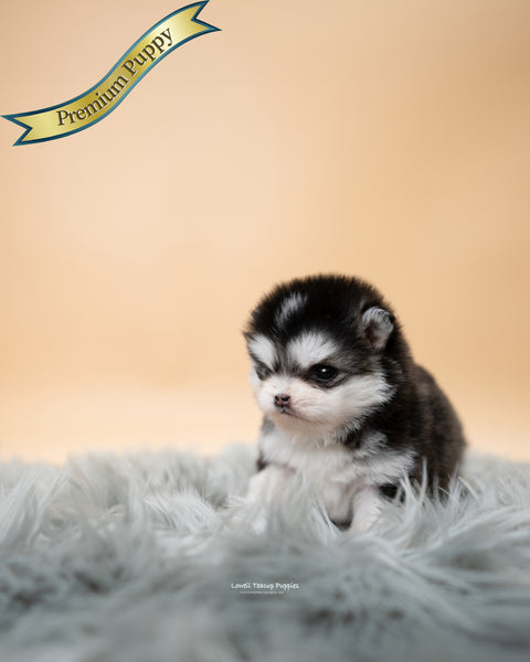 Teacup Pomsky Male [Tete] - Lowell Teacup Puppies inc