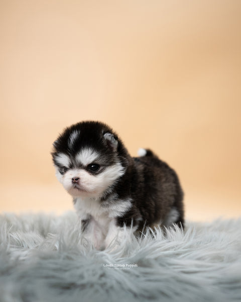 Teacup Pomsky Male [Tete] - Lowell Teacup Puppies inc