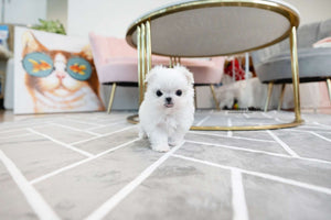 Teacup Maltese Male [Enzo]