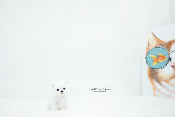 Teacup Maltese Female [Chloe] - Lowell Teacup Puppies inc