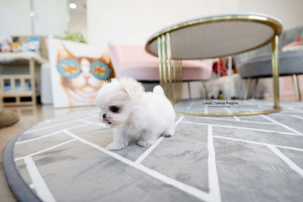Teacup Maltese Male [Enzo]