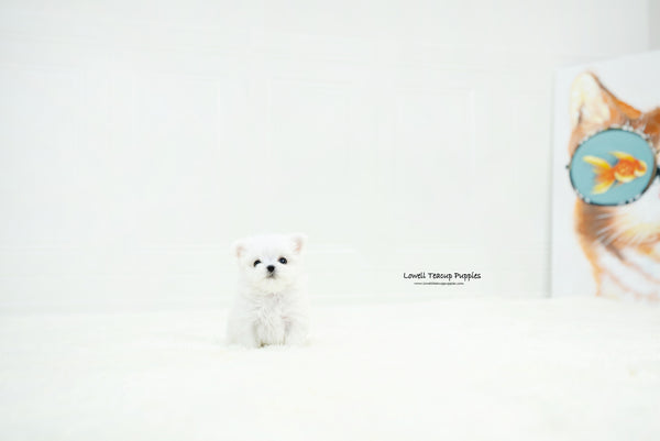 Teacup Maltese Female [Chloe] - Lowell Teacup Puppies inc