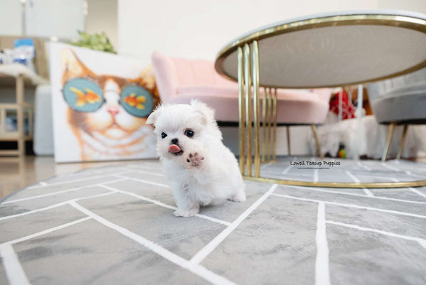 Teacup Maltese Male [Enzo]