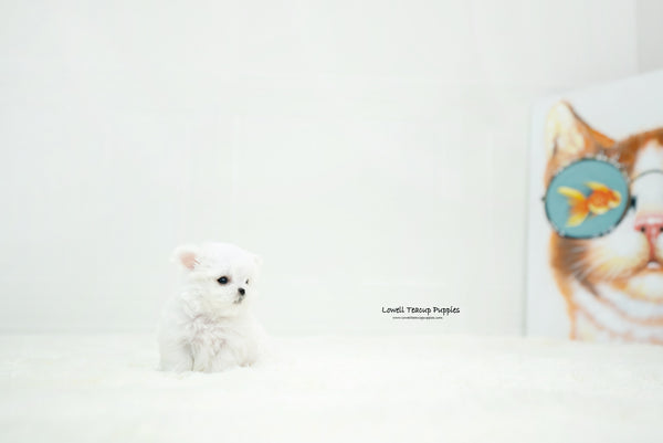 Teacup Maltese Female [Chloe] - Lowell Teacup Puppies inc