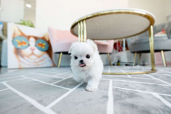 Teacup Maltese Male [Enzo]