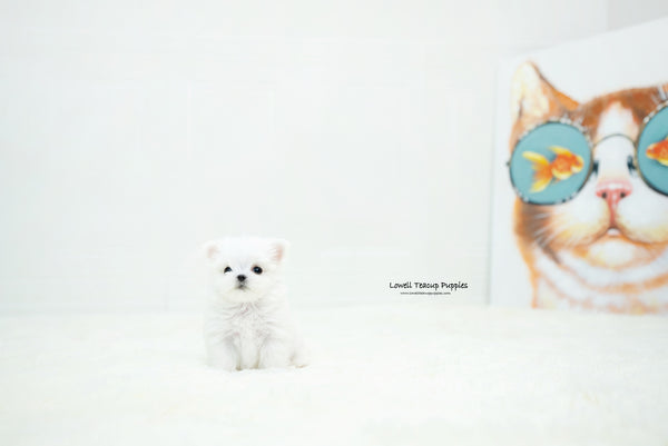 Teacup Maltese Female [Chloe] - Lowell Teacup Puppies inc