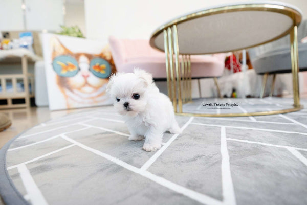 Teacup Maltese Male [Enzo]