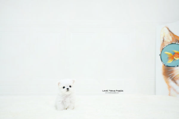 Teacup Maltese Female [Chloe] - Lowell Teacup Puppies inc