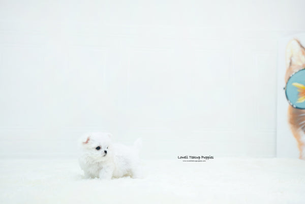 Teacup Maltese Female [Chloe] - Lowell Teacup Puppies inc