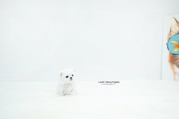 Teacup Maltese Female [Chloe] - Lowell Teacup Puppies inc