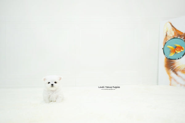 Teacup Maltese Female [Chloe] - Lowell Teacup Puppies inc
