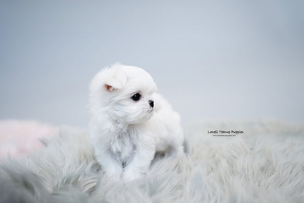 Teacup Maltese Female [Agata] - Lowell Teacup Puppies inc
