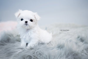 Teacup Maltese Female [Agata] - Lowell Teacup Puppies inc