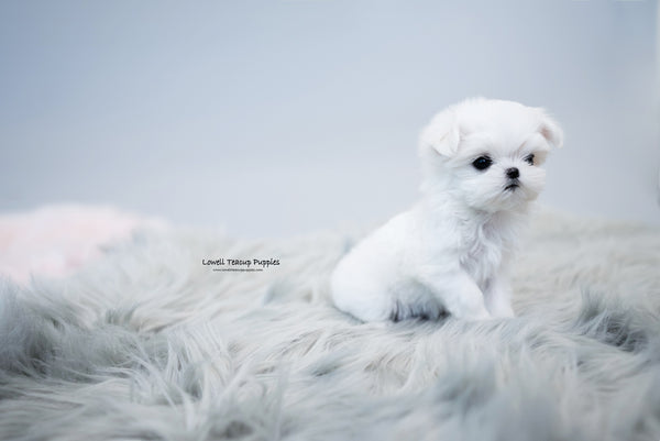 Teacup Maltese Female [Agata] - Lowell Teacup Puppies inc