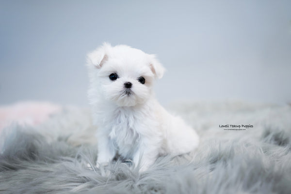 Teacup Maltese Female [Agata] - Lowell Teacup Puppies inc