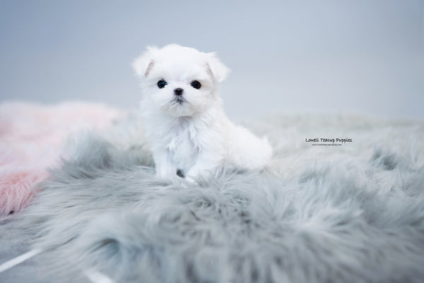 Teacup Maltese Female [Agata] - Lowell Teacup Puppies inc