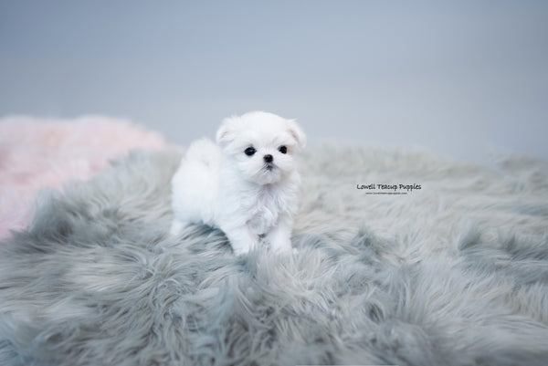 Teacup Maltese Female [Agata] - Lowell Teacup Puppies inc