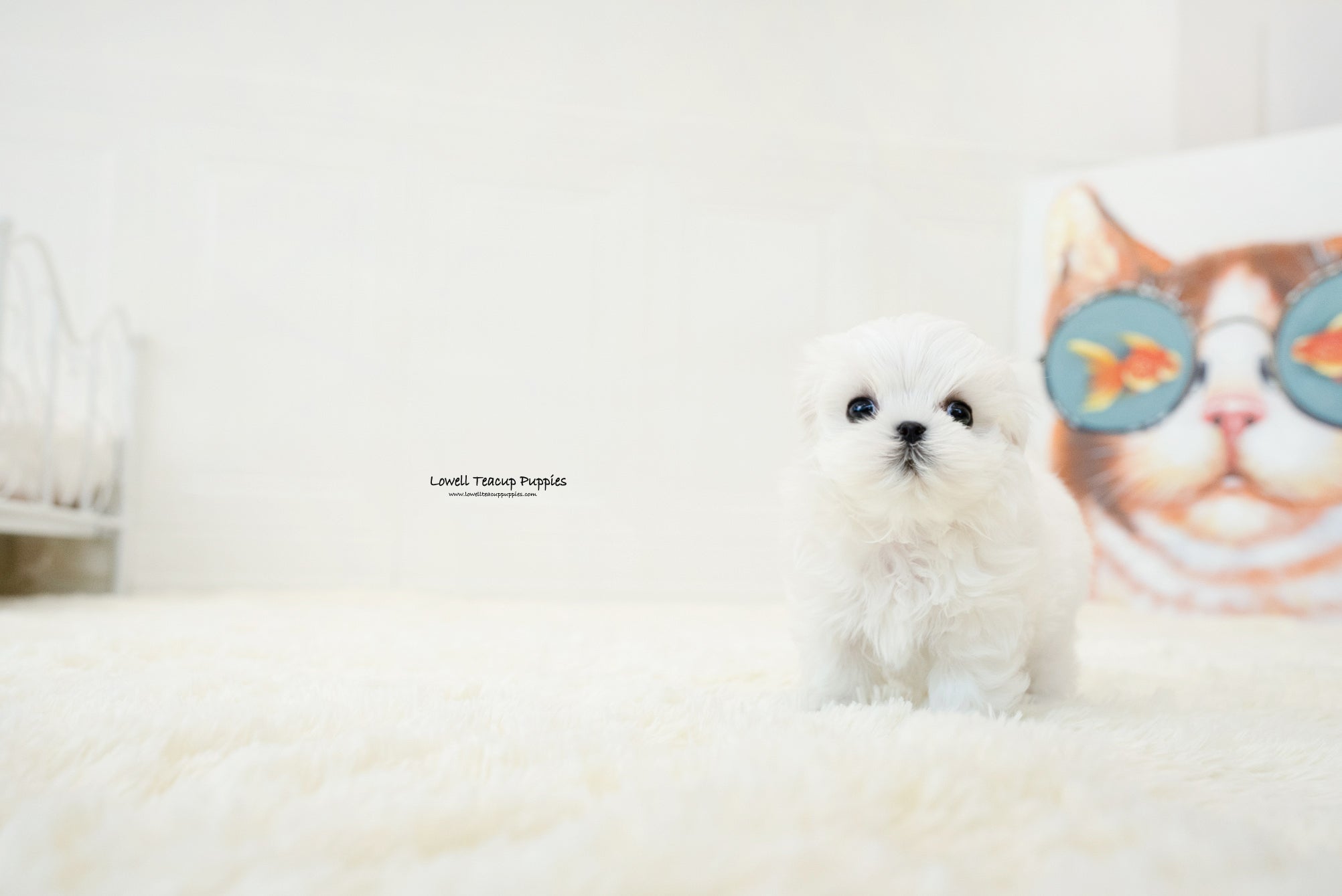 Teacup Maltese Female [Bonita] - Lowell Teacup Puppies inc