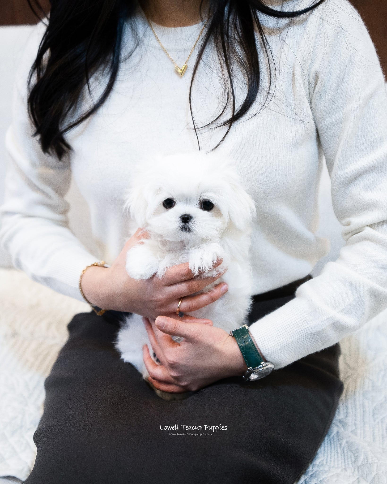 Teacup Maltese Male [John] - Lowell Teacup Puppies inc