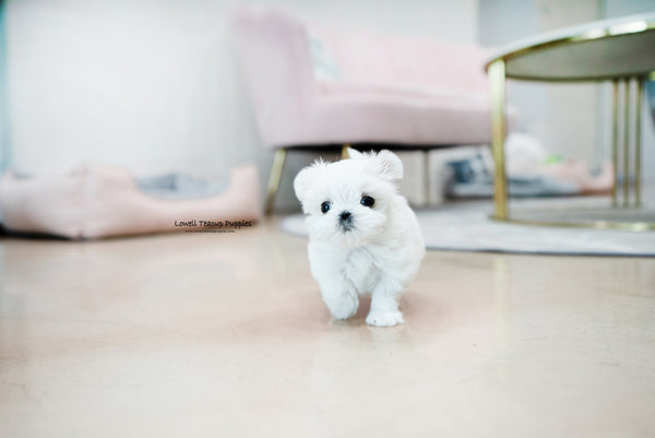 Teacup Maltese Male [Owen] - Lowell Teacup Puppies inc