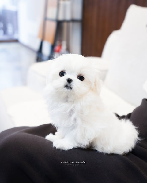 Teacup Maltese Male [John] - Lowell Teacup Puppies inc